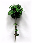 Fittonia Topiary